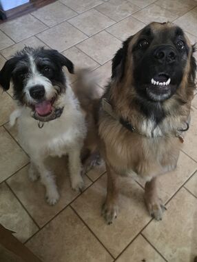 Meet your Posher, Dawn